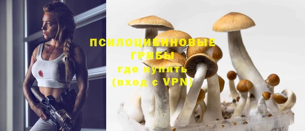 гидра Елизово