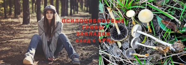 гидра Елизово