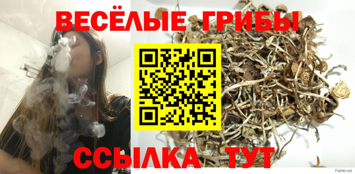 Бердск  Псилоцибиновые грибы мицелий  Вход с VPN  Псилоцибиновые грибы ЛСД 