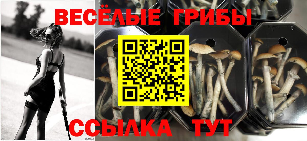 Галлюциногенные грибы Psilocybe Бердск