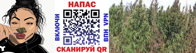 Марихуана марихуана  кракен сайт  Бердск 